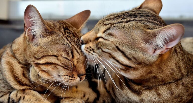 2 striped cats licking