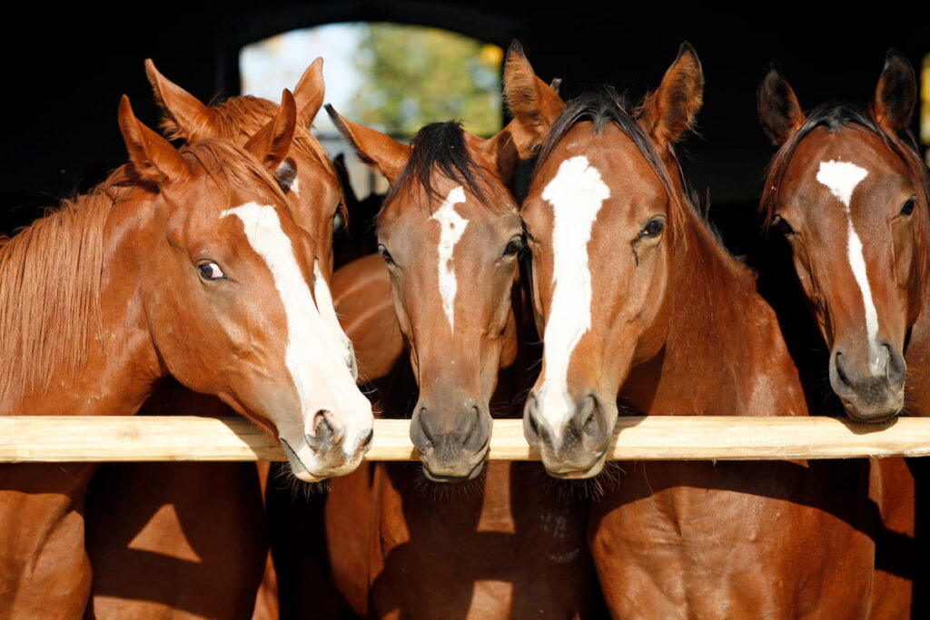 4+ horses heads over fence