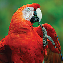 scarlet macaw