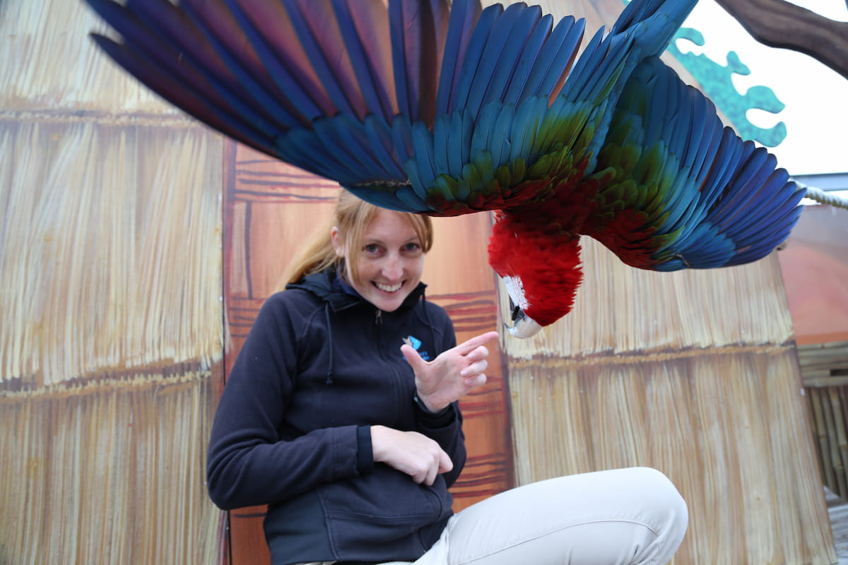 Andrea macaw raised wings - Wings extended