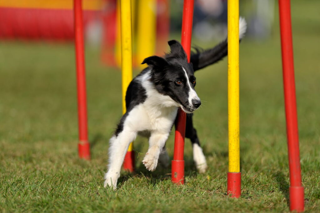 Border collie agility poles red/yelow -