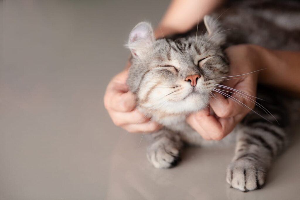 Cat smiling as face scrunched