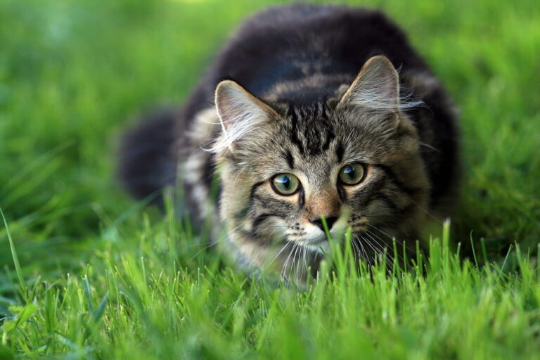 Crouching cat against green grass