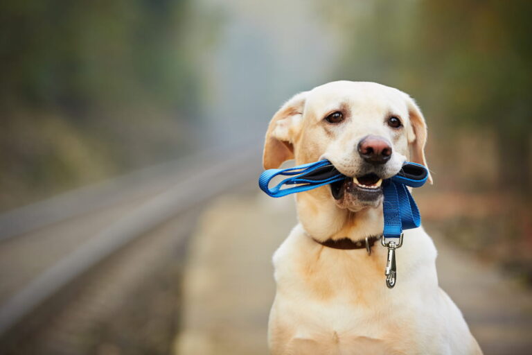 Dog with blue leash in his mouth