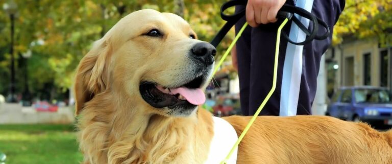 Excellent golden retriever service dog