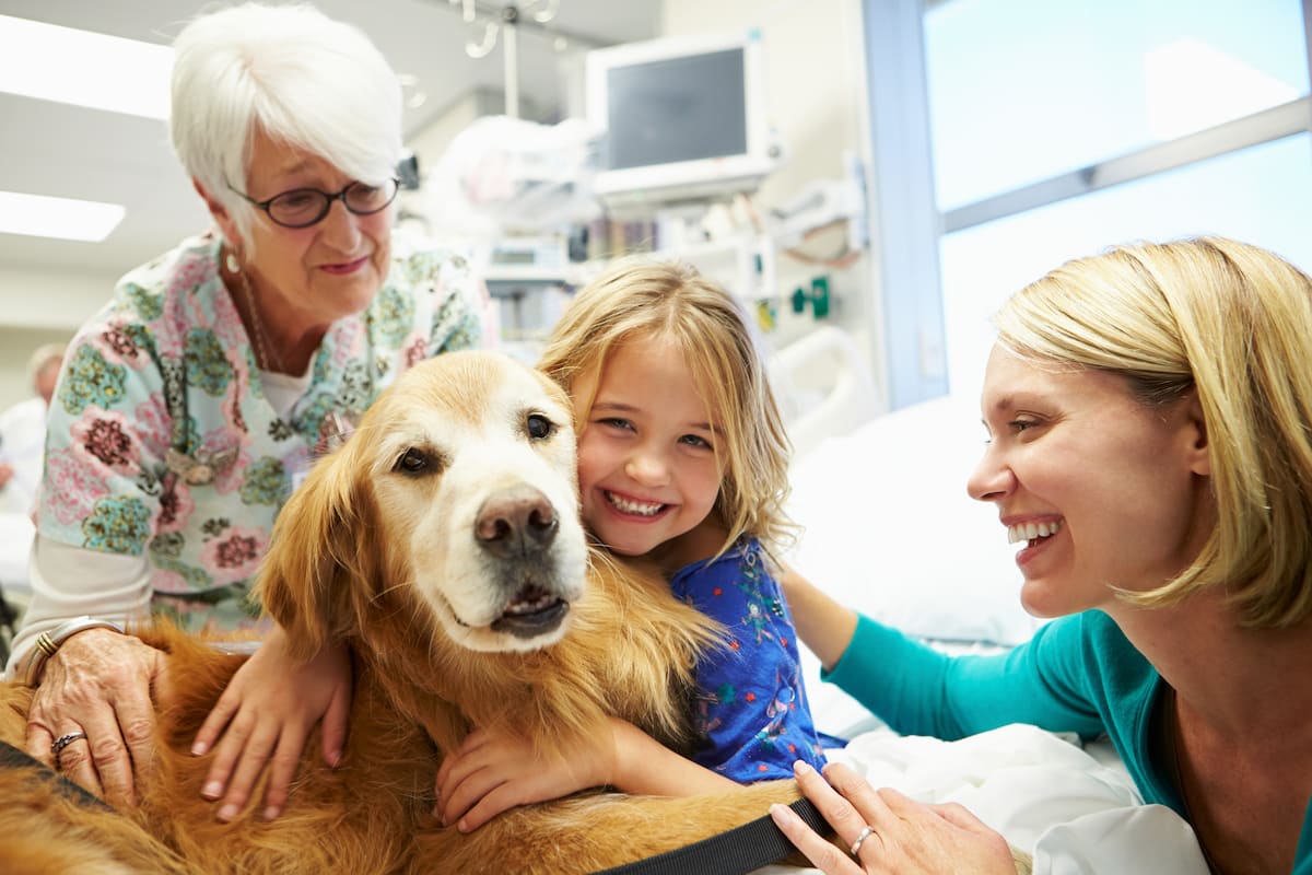 Hospital girl with golden retriever