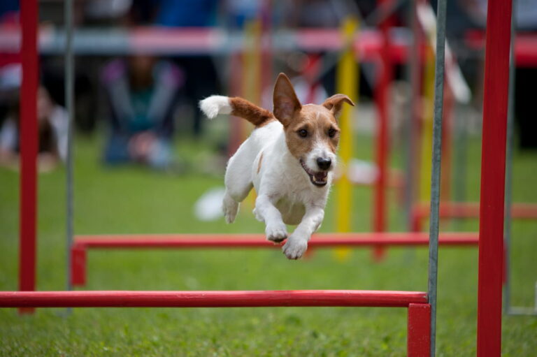 Jack russel agility jumping red bar