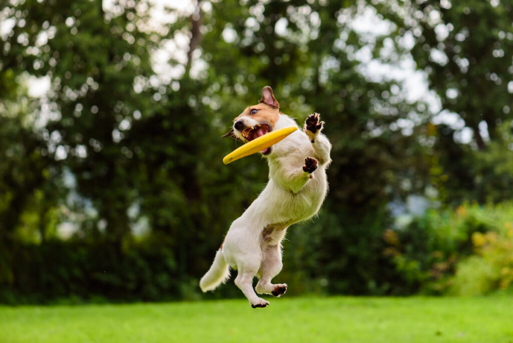 Jack russel catching yellow frisbee