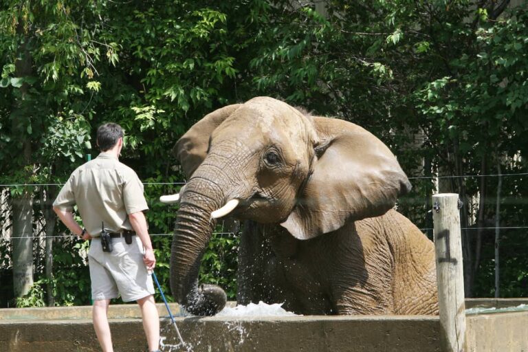 Keeper with elephant behind wire fence