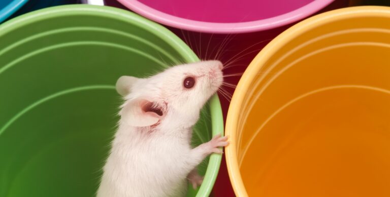 Mouse in colored flower pots