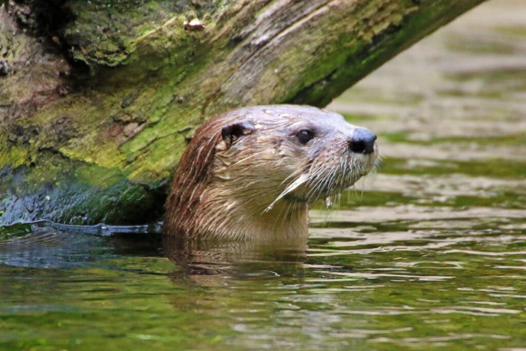 Otter with head out of water