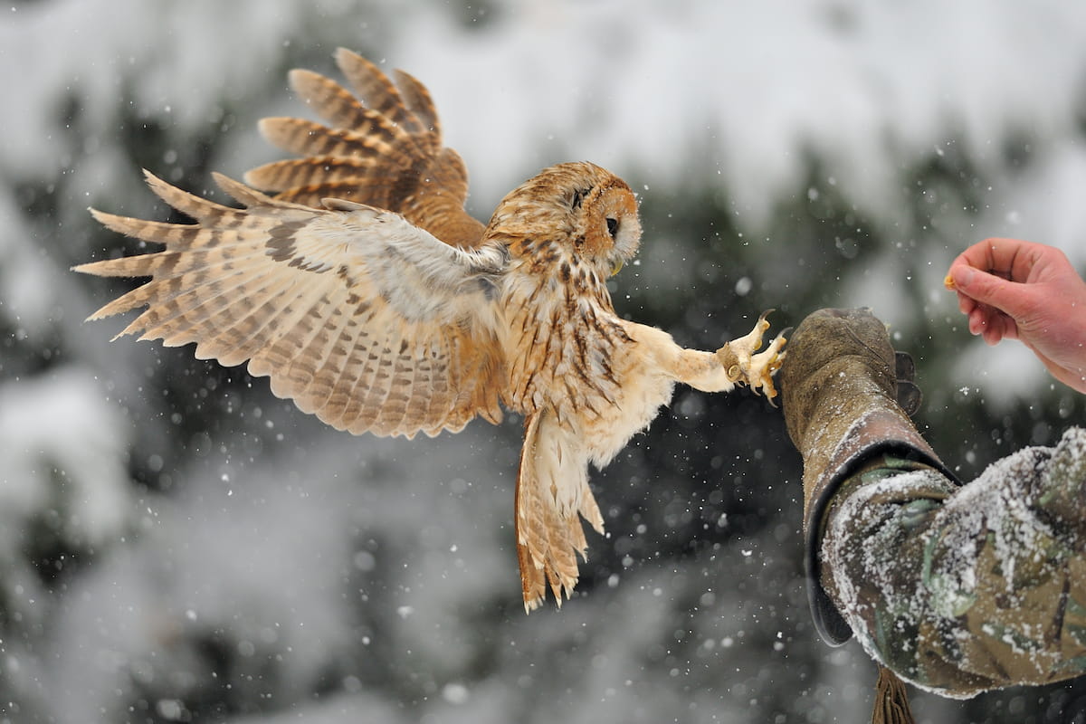 Tawny owl hitting glove