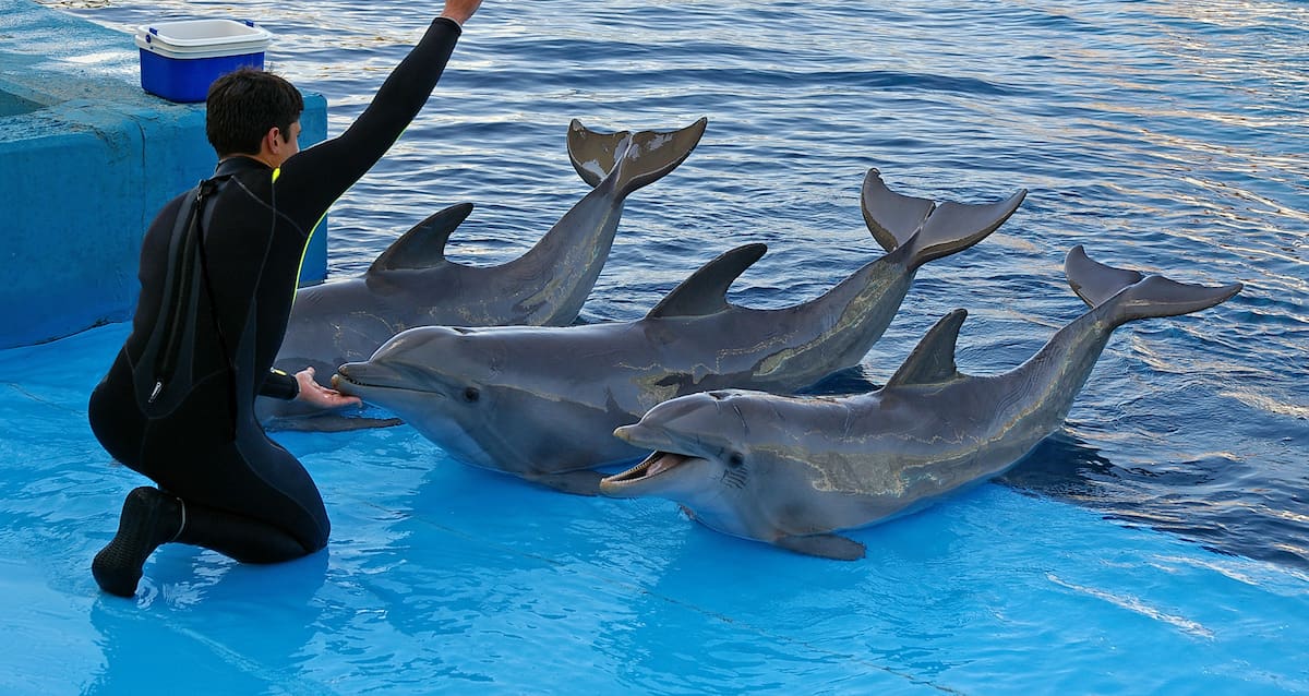 Trainer with four dolphins