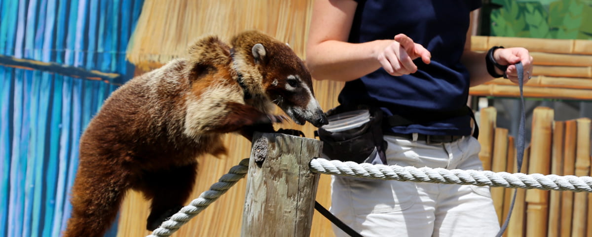 Andrea with coati on rope