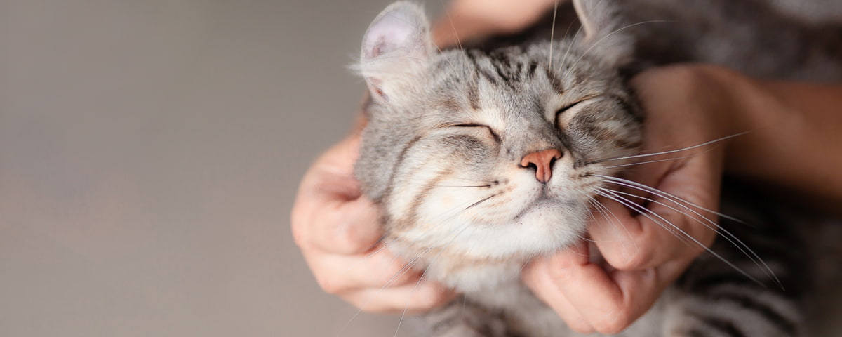 cat smiling as face scrunched