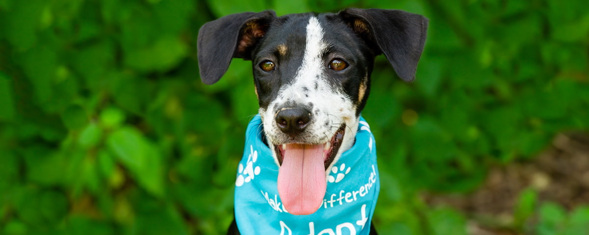 adopt dog with scarf