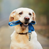 dog with blue leash in mouth