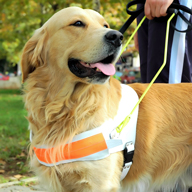 service therapy dog