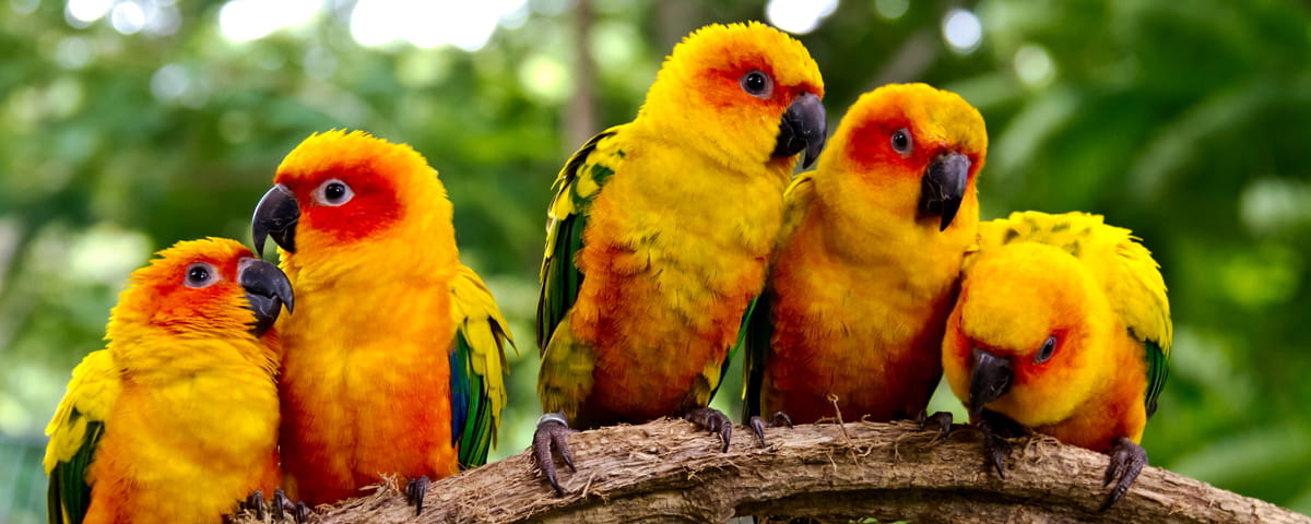 five conures on perch
