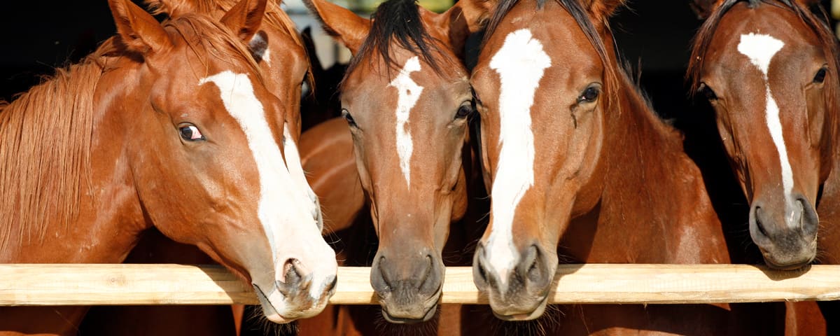 four horses with heads over fence