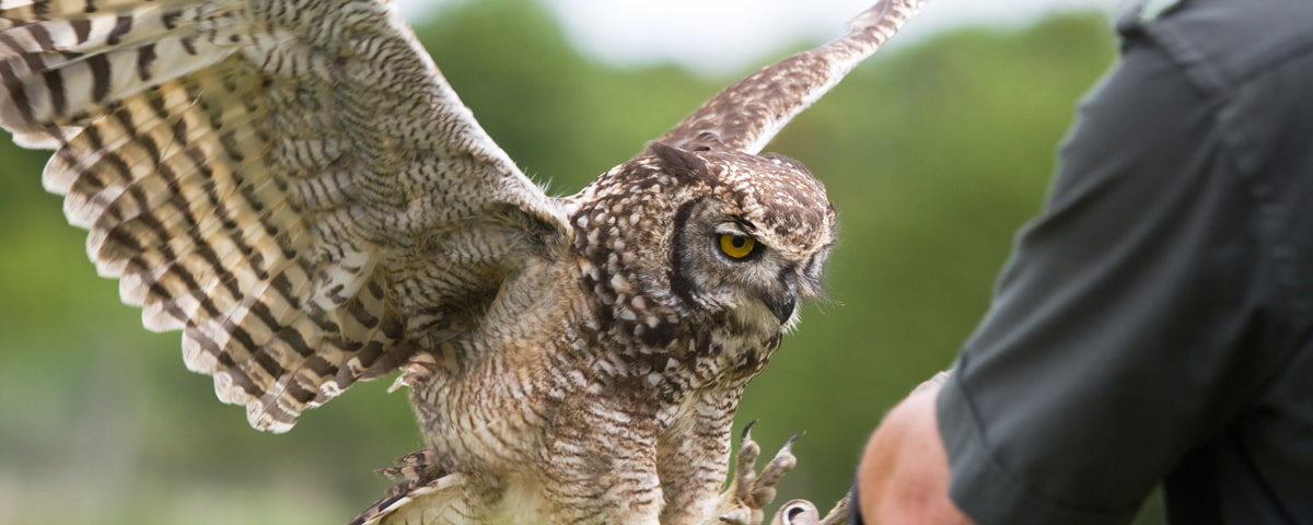 great horned owl landing on glove