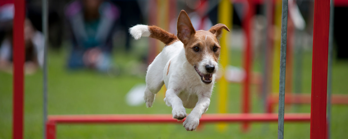 jack russel dog agility jumping over red bar