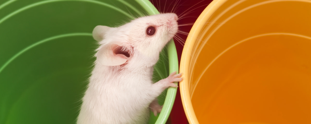 mouse in colored flower pots