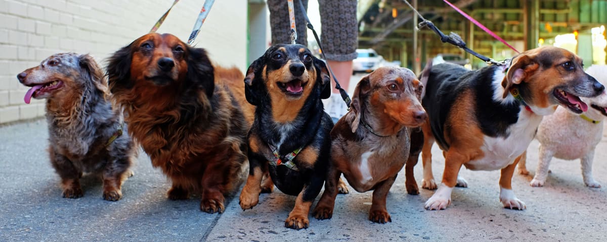 6 Datschund dogs on leashes